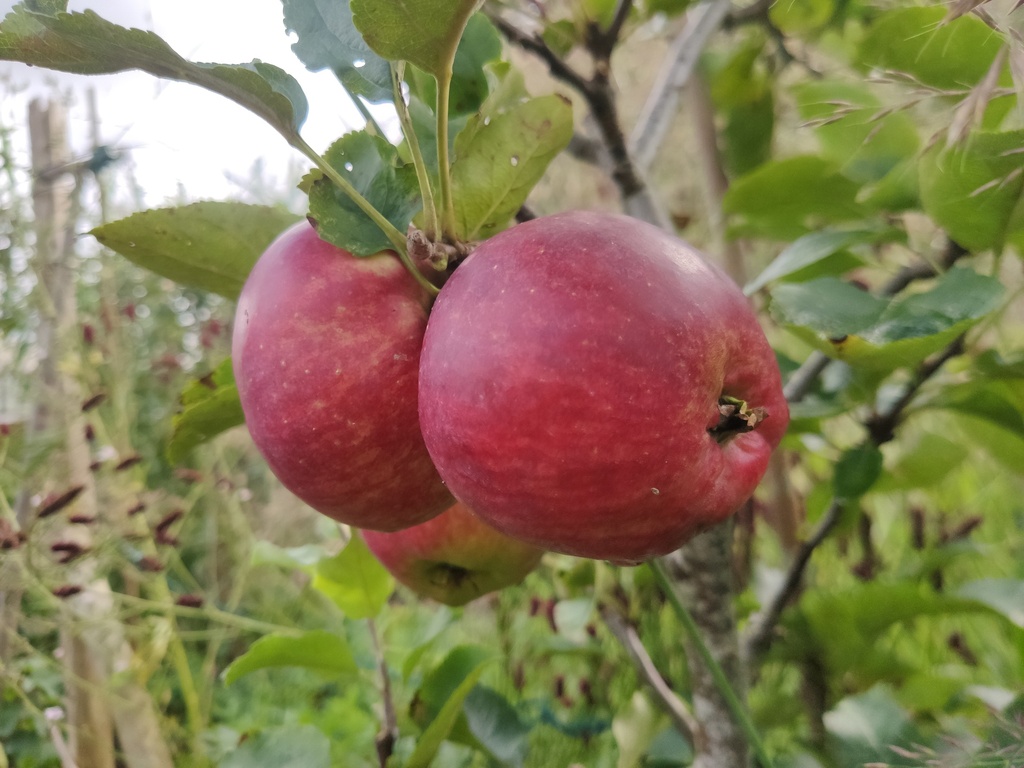 Malus domestica 'Stropneuzen' - Appel