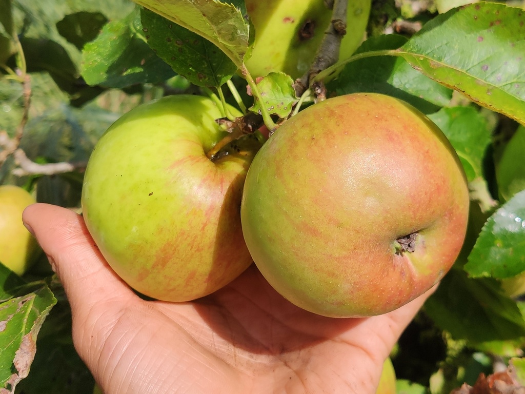Malus domestica 'Jonagold' - Appel