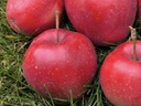 Malus domestica 'Gloster' - Appel