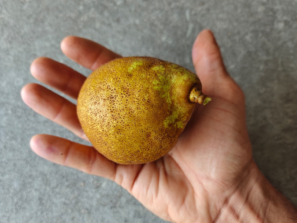 Pyrus communis 'Doyenné du Comice' - Peer