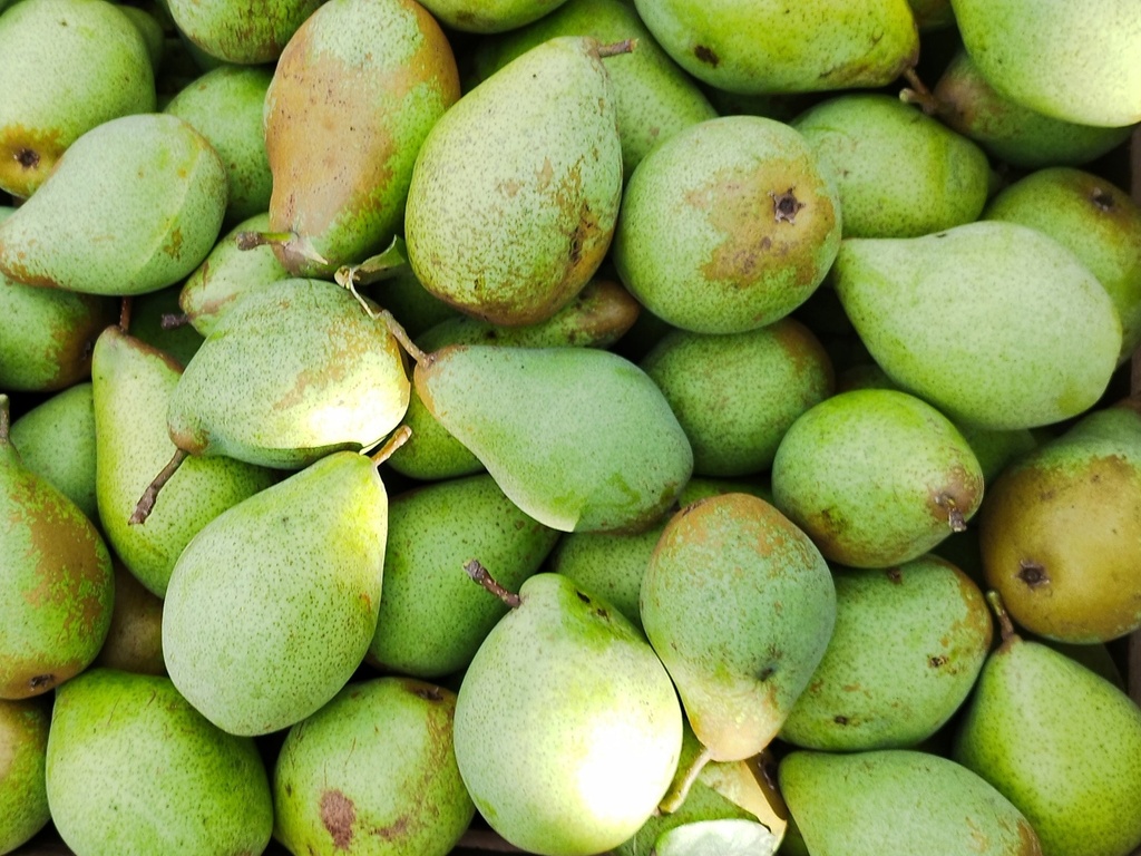 Pyrus communis 'Comtesse de Paris' - Peer