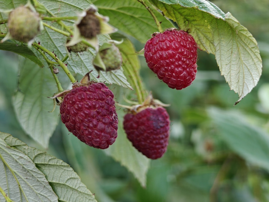 Rubus idaeus 'Heritage' - Rode herfstframboos