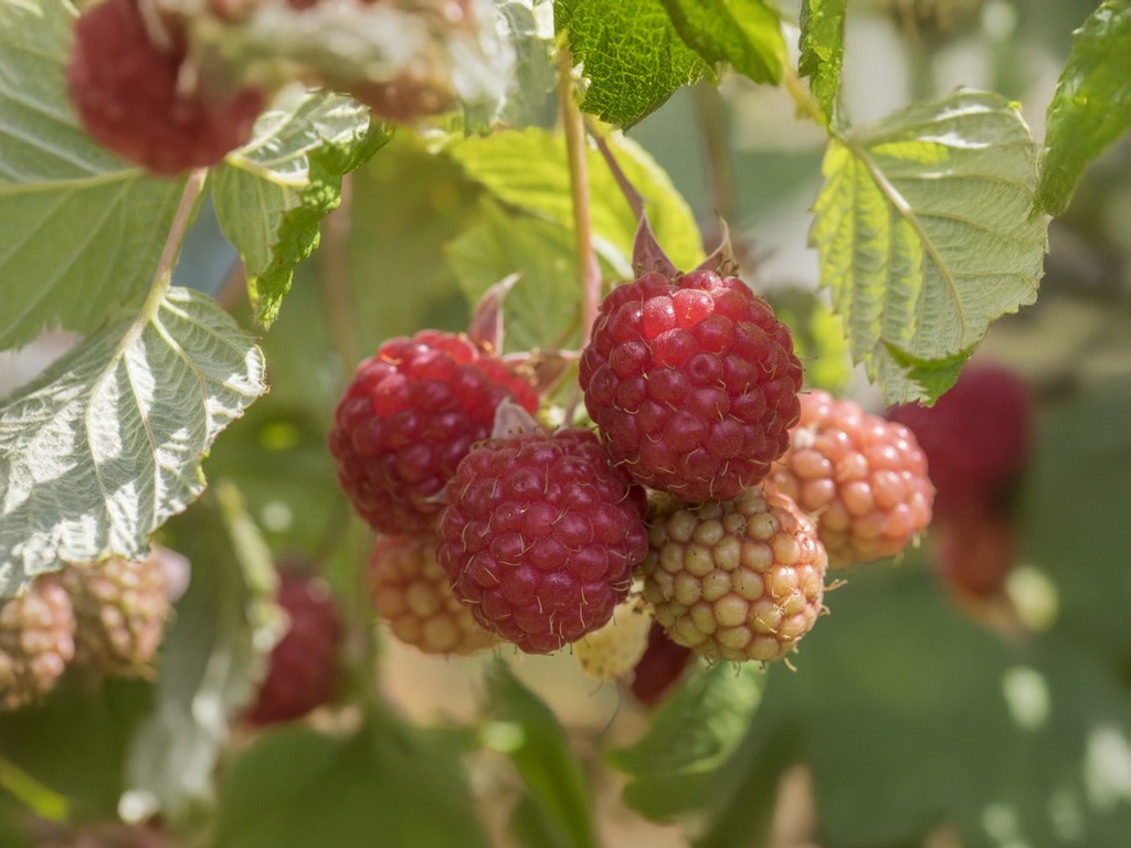 Rubus idaeus 'Ottawa' - Rode herfstframboos