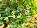 Rhamnus frangula - Sporkehout