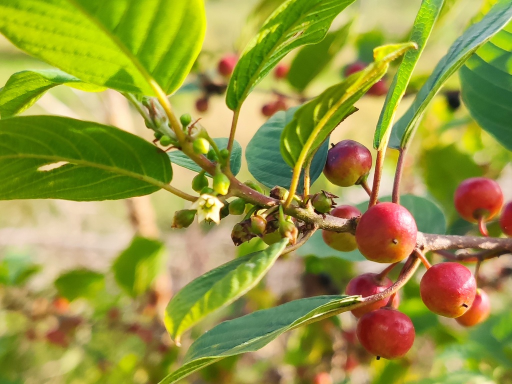 Rhamnus frangula - Sporkehout