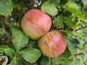 Malus domestica 'Alkmene' - Appel