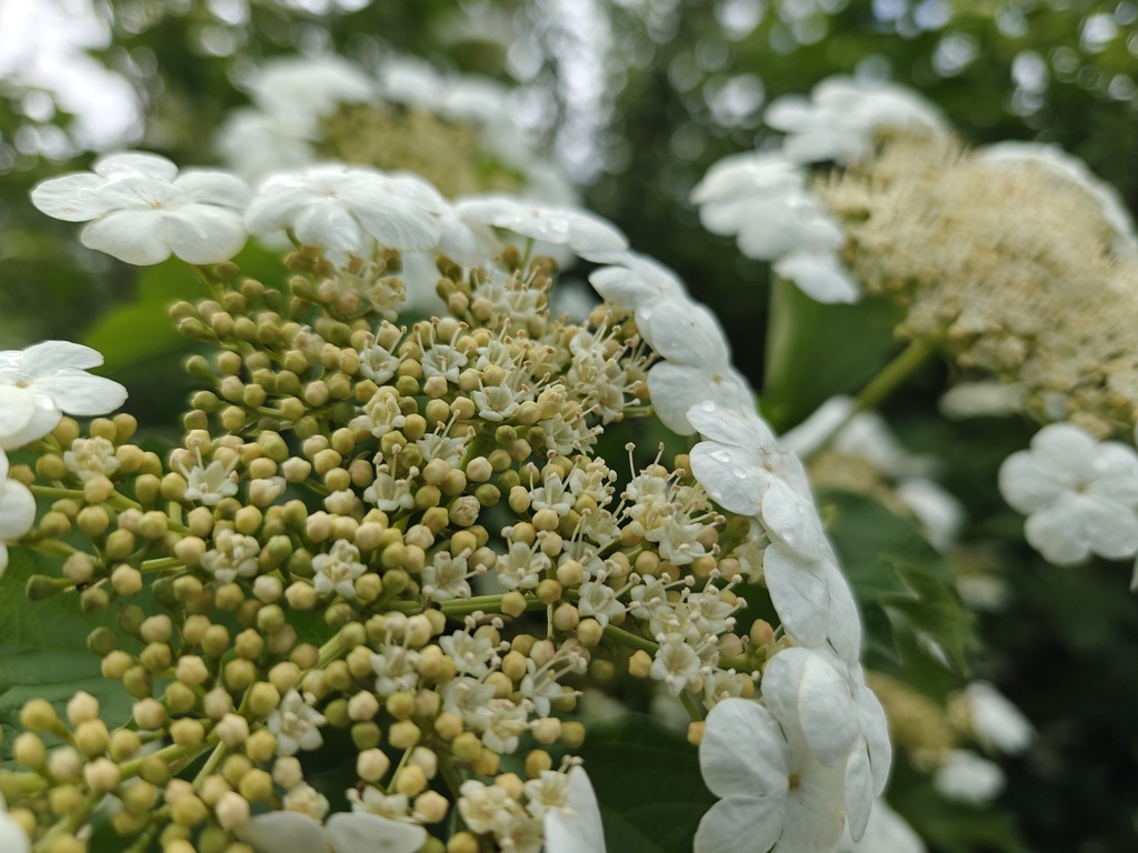 Viburnum opulus - Gelderse roos