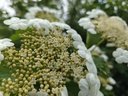 Viburnum opulus - Gelderse roos
