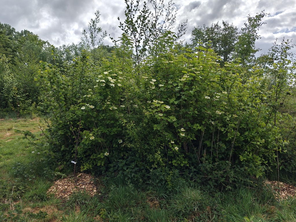 Viburnum opulus - Gelderse roos