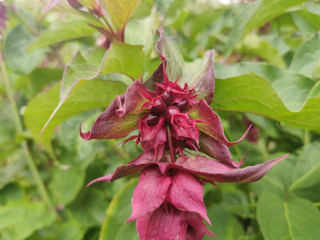 Leycesteria formosa - Fazantenbes