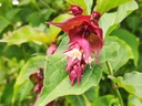 Leycesteria formosa - Fazantenbes