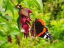 Leycesteria formosa - Fazantenbes