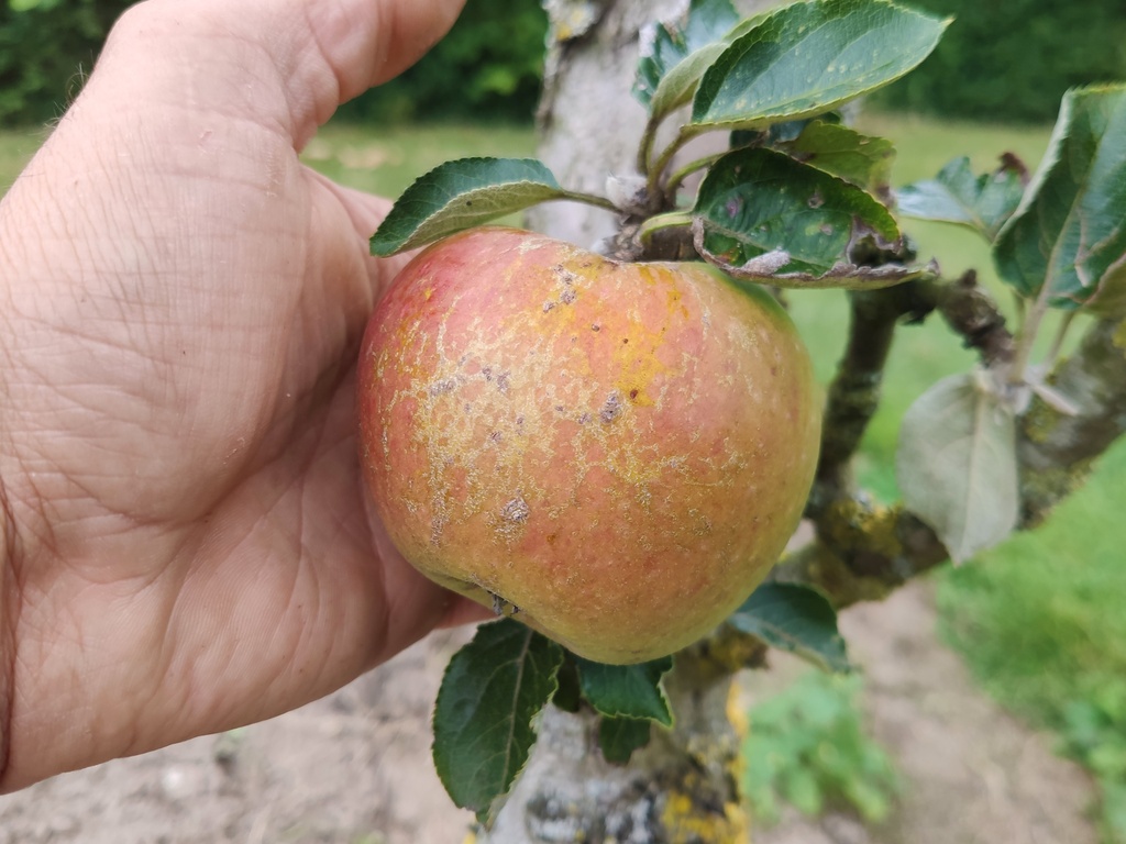 Malus domestica 'Bellefleur Large-Mouche' - Appel