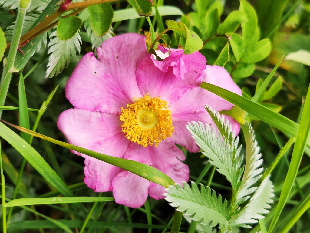 Rosa roxburghii 'Lampion' - Kastanjeroos