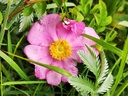Rosa roxburghii 'Lampion' - Kastanjeroos