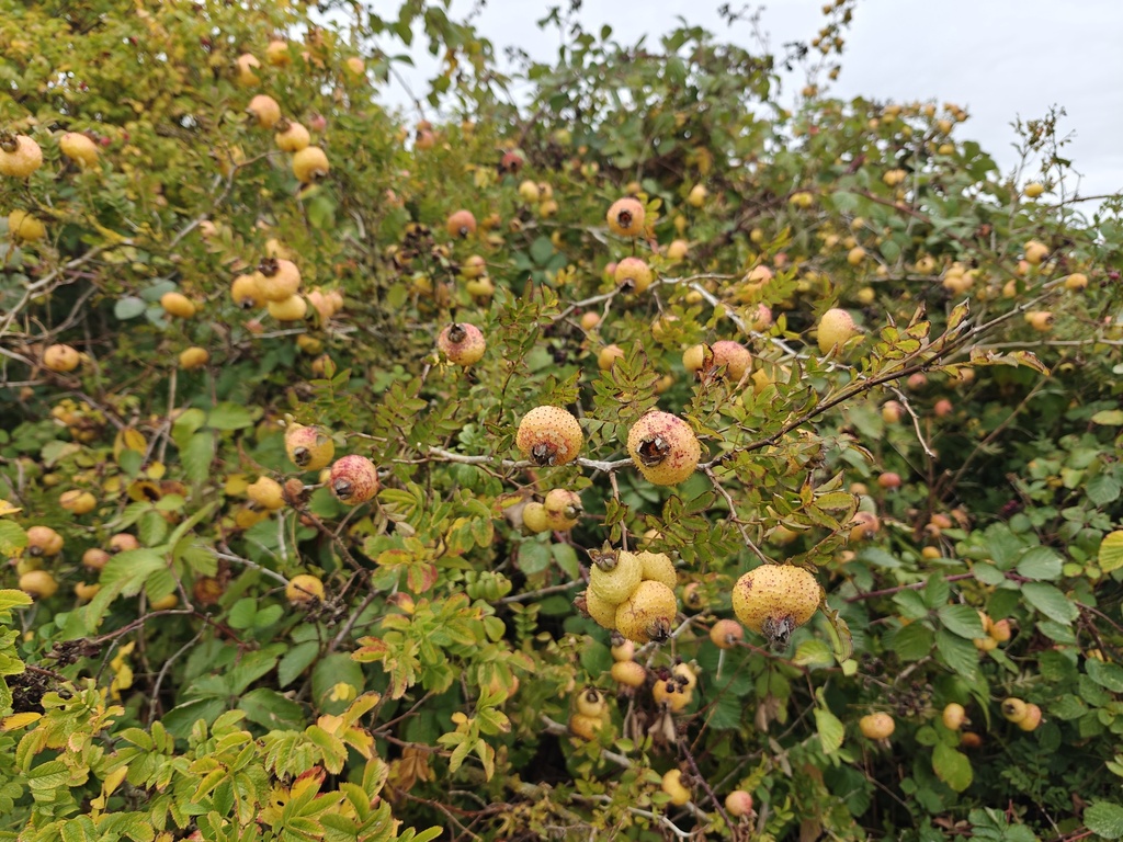 Rosa roxburghii 'Lampion' - Kastanjeroos