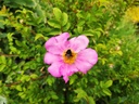 Rosa roxburghii 'Lampion' - Kastanjeroos