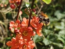 Chaenomeles japonica 'Cido' - Japanse kwee