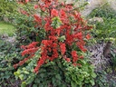 Chaenomeles japonica 'Cido' - Japanse kwee