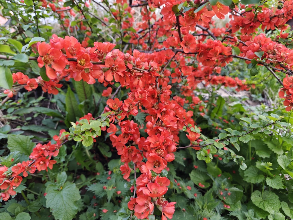 Chaenomeles japonica 'Cido' - Japanse kwee