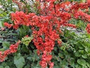 Chaenomeles japonica 'Cido' - Japanse kwee