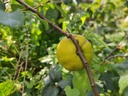 Chaenomeles japonica 'Cido' - Japanse kwee