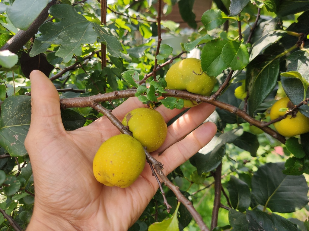 Chaenomeles japonica 'Cido' - Japanse kwee