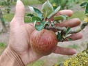 Malus domestica 'Brabantse Bellefleur' - Appel