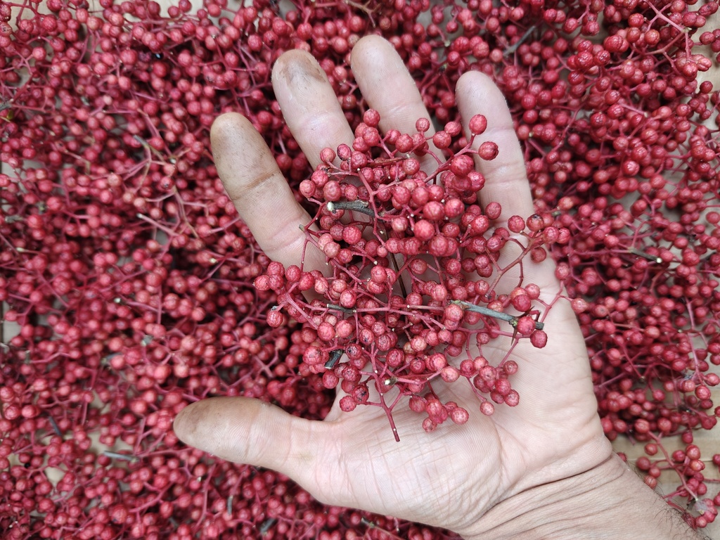 Zanthoxylum simulans - Szechuanpeper