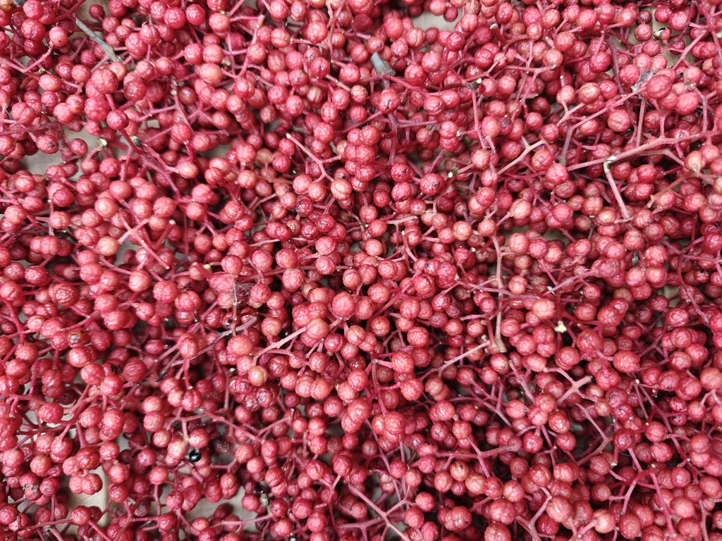 Zanthoxylum simulans - Szechuanpeper