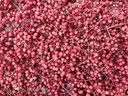 Zanthoxylum simulans - Szechuanpeper