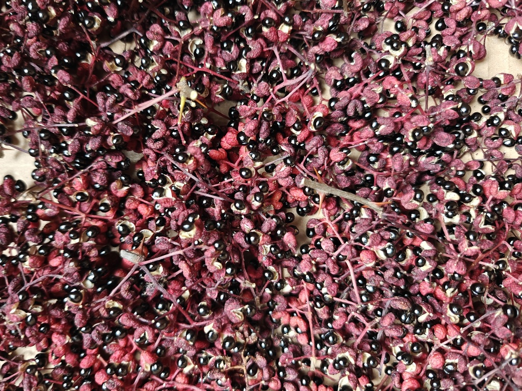 Zanthoxylum simulans - Szechuanpeper