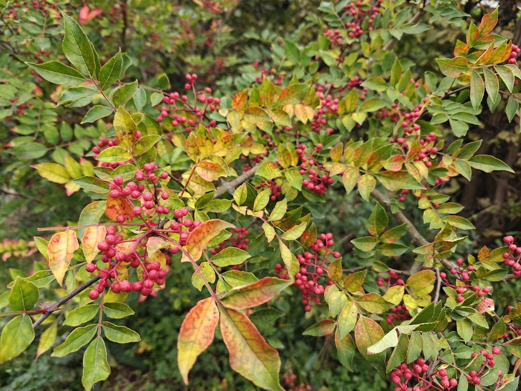 Zanthoxylum simulans - Szechuanpeper