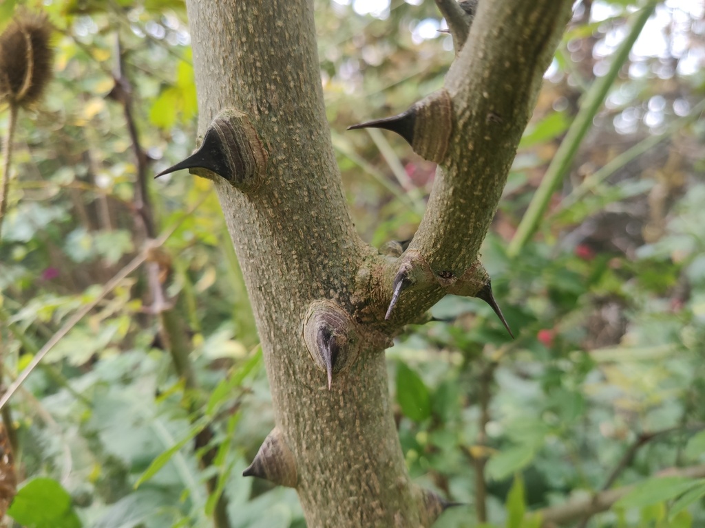 Zanthoxylum simulans - Szechuanpeper