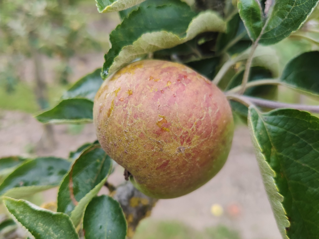 Malus domestica 'Brabantse Bellefleur' - Appel