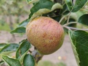 Malus domestica 'Brabantse Bellefleur' - Appel