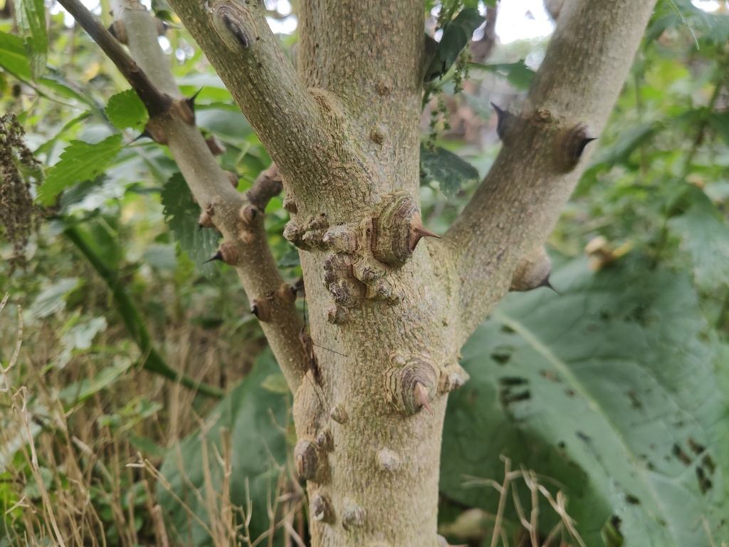Zanthoxylum simulans - Szechuanpeper