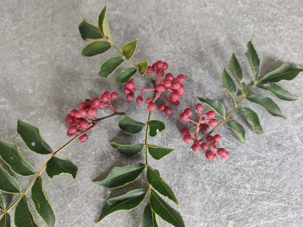 Zanthoxylum simulans - Szechuanpeper