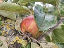 Malus domestica 'Brabantse Bellefleur' - Appel