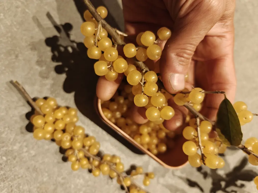 Herfstolijfwilg_Elaeagnus umbellata 'Fortunella'.webp