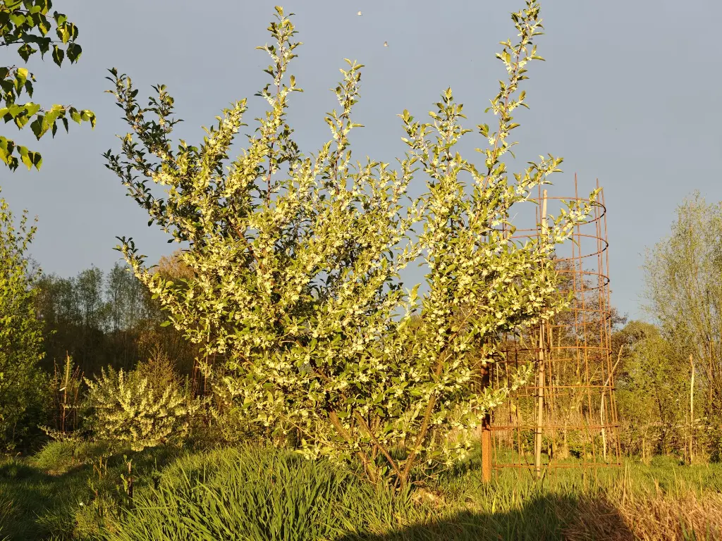 Elaeagnus umbellata_Olijfwilg (1).webp