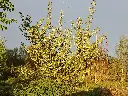 Elaeagnus umbellata_Olijfwilg (1).webp