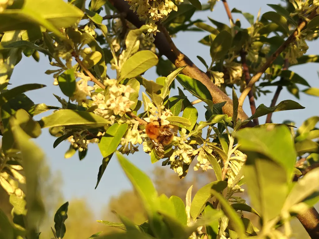 Herfstolijfwilg_Elaeagnus umbellata 'Fortunella'_hommel.webp
