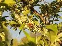 Herfstolijfwilg_Elaeagnus umbellata 'Fortunella'_hommel.webp