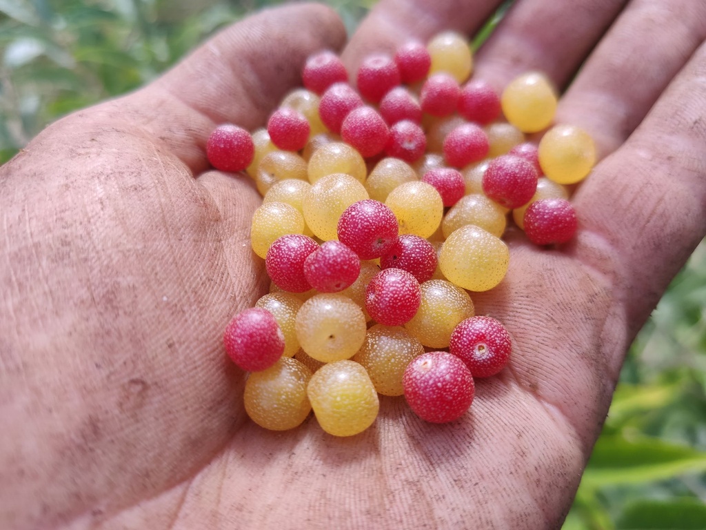 Elaeagnus umbellata 'Fortunella' en pointilla® 'amoroso'® (1).jpg