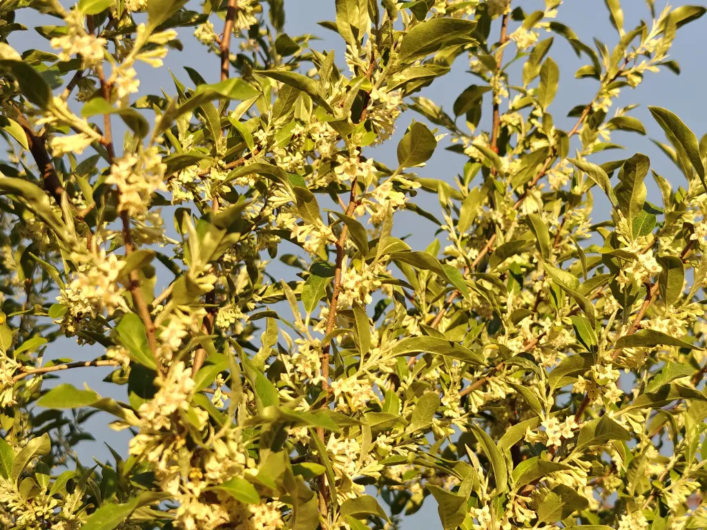 Herfstolijfwilg_Elaeagnus umbellata 'Fortunella' copy.webp