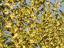 Herfstolijfwilg_Elaeagnus umbellata 'Fortunella' copy.webp