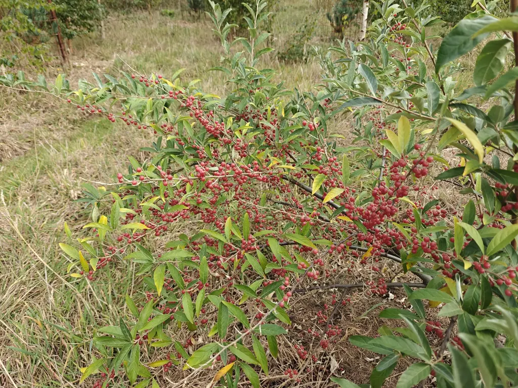 Herfstolijfwilg_Elaeagnus umbellata 'Pointilla Amoroso' (1).webp