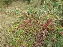 Herfstolijfwilg_Elaeagnus umbellata 'Pointilla Amoroso' (1).webp