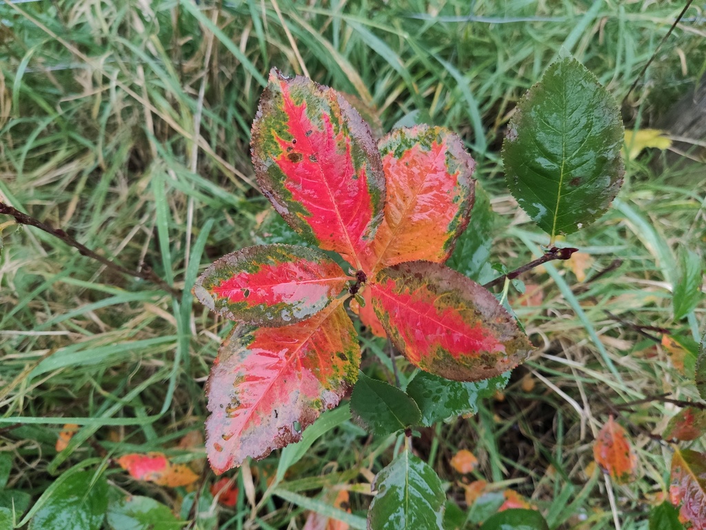 Aronia melanocarpa 'Galicjanka' - Appelbes